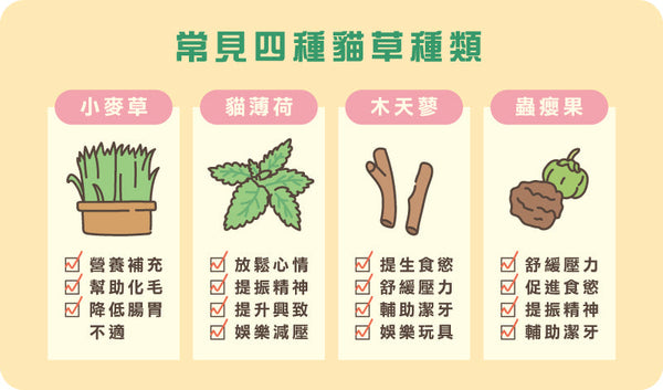 了解貓草、貓薄荷與木天蓼的差異與功效