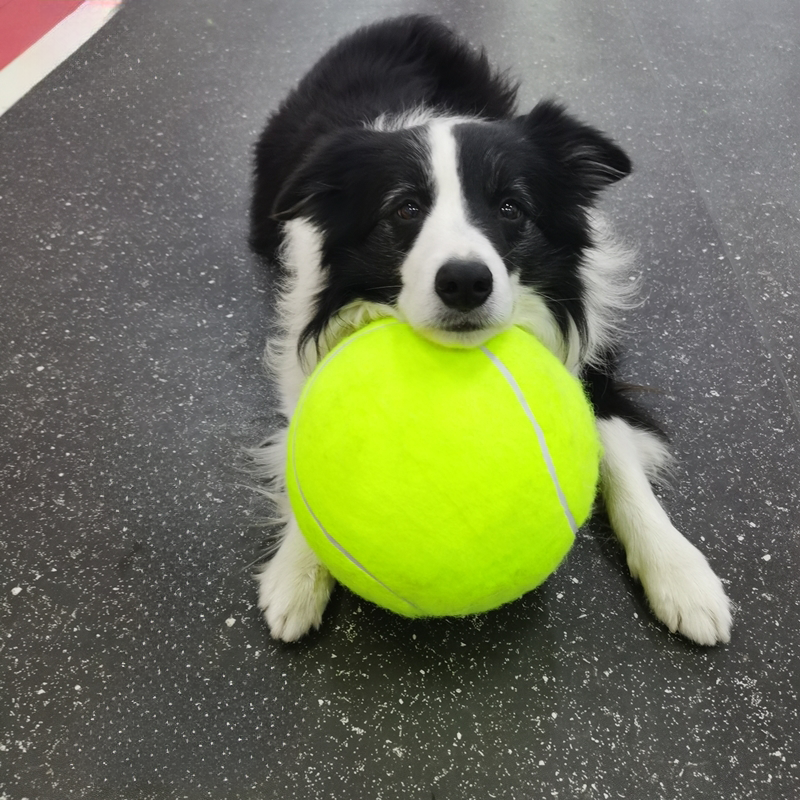 BarkBall